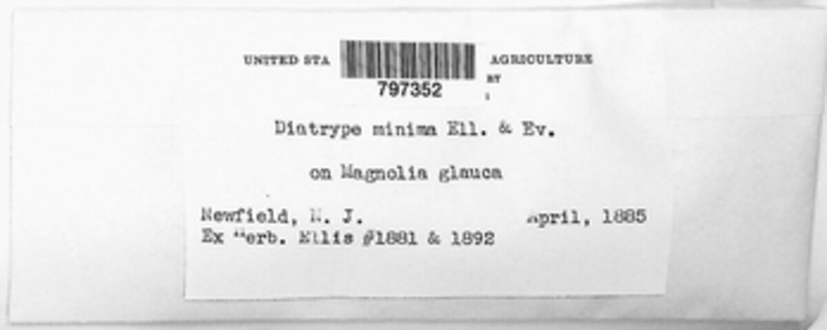 Diatrype minima image